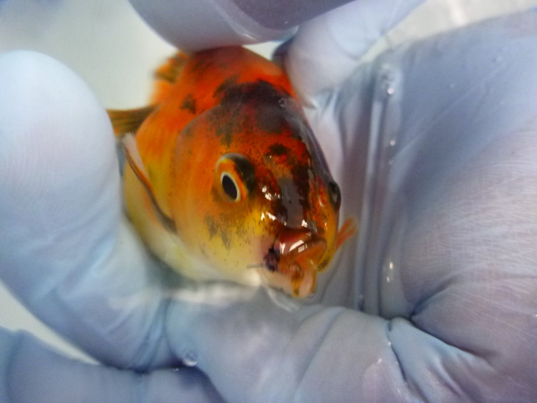 fish surgery, goldfish